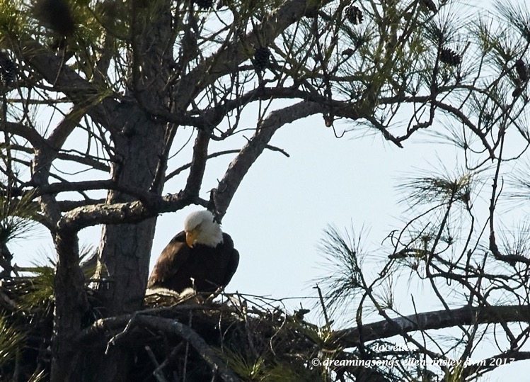 walk6547-02-01-17-15-59-15-jordan-llh-nest