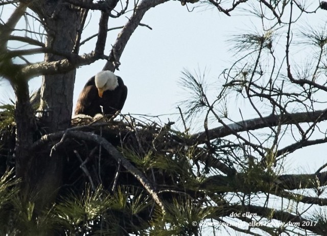 walk6566-02-01-17-16-02-11-jordan-llh-nest