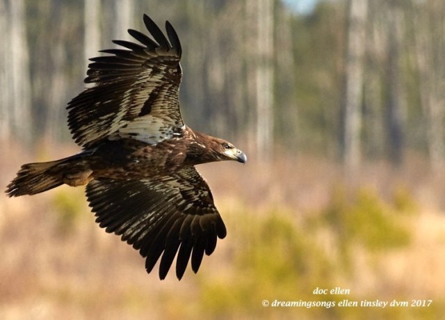 walk8312-02-06-17-11-01-33-jld-jln-1-yo-eagle