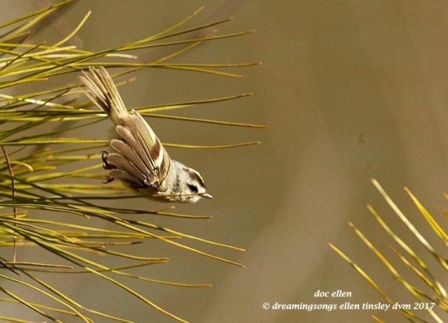 walk8558-02-06-17-11-15-28-jld-jln-golden-crowned-kinglet
