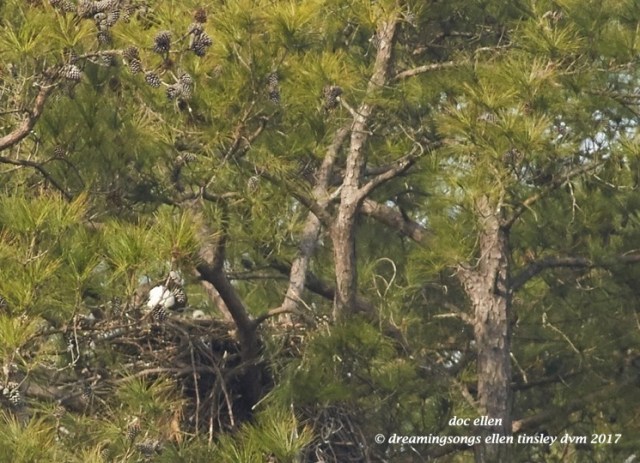 walk9136-02-07-17-11-20-47-new-hope-kate-chick