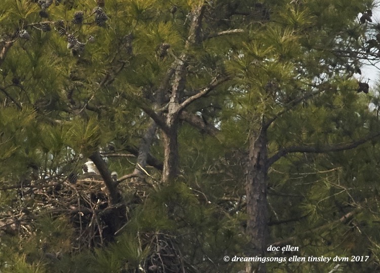 walk9423-02-07-17-12-40-06-new-hope-kate-chick