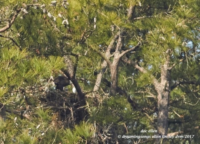 walk9557-02-08-17-10-52-47-new-hope-kate-chick