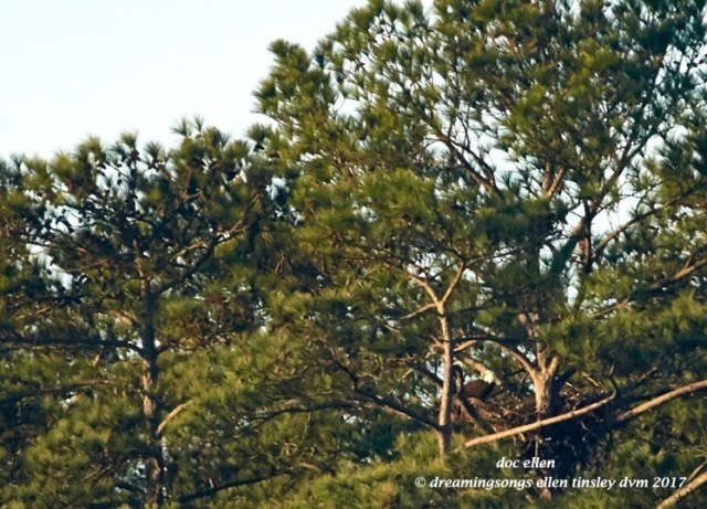 walk9767-02-20-17-08-27-33-ebenezer-godiva