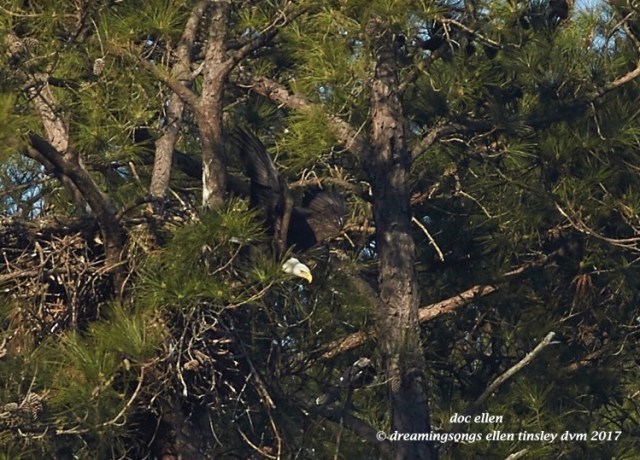walk9884-02-20-17-10-03-31-new-hope-kate-and-chick