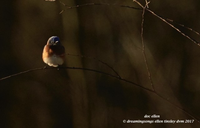 walk0814-02-26-17-08-36-53-jld-bluebird