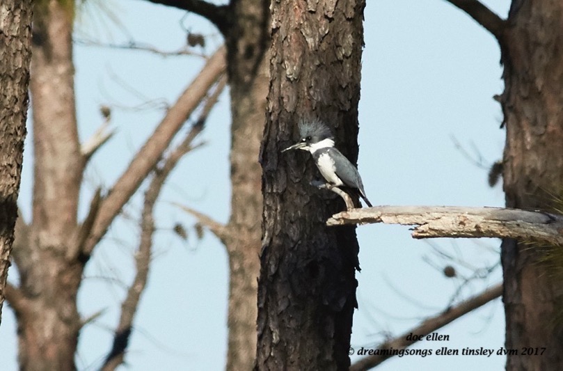 walk1044-02-27-17-10-32-09-ebenezer-belted-kingfisher