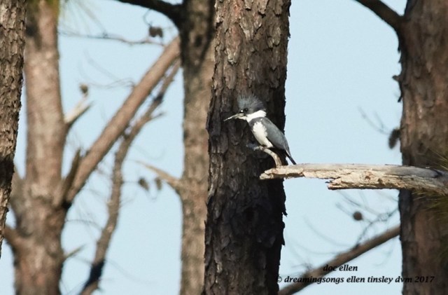 walk1044-02-27-17-10-32-09-ebenezer-belted-kingfisher
