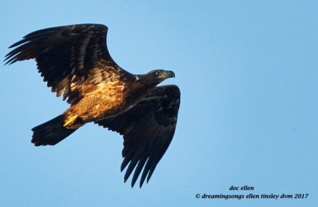 walk1709-03-02-17-08-08-16-ebenezer-yearling