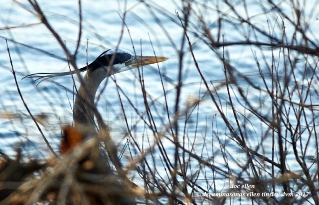 walk1758-03-02-17-08-21-52-ebenezer-great-blue-heron
