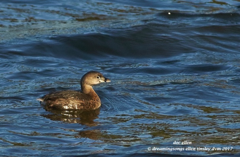 walk1801-03-02-17-08-41-07-ebenezer-pied-billed-grebe