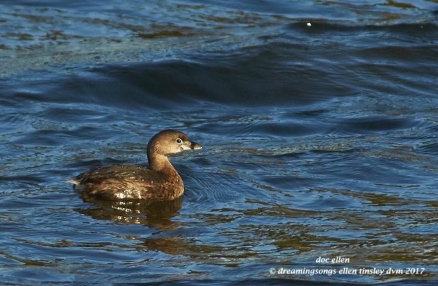 walk1801-03-02-17-08-41-07-ebenezer-pied-billed-grebe