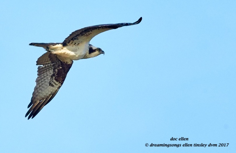 walk1913-03-02-17-09-12-53-new-hope-osprey