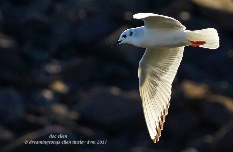 walk2086-03-02-17-10-07-30-jld-bonaparte