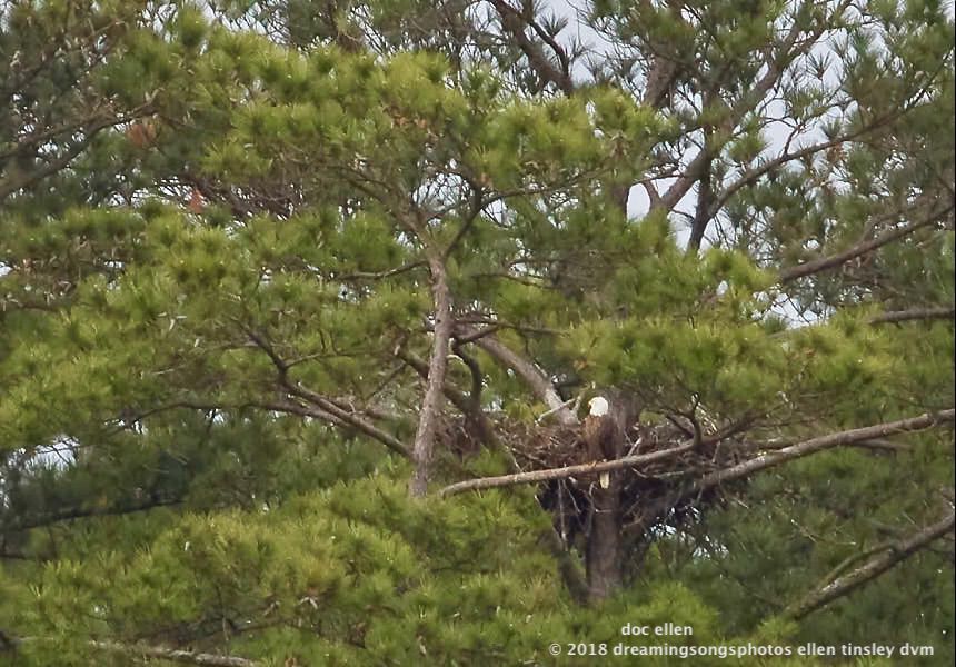 MARK7419 Ebenezer 26-04-18 08-33 1 H&amp;G nest branching