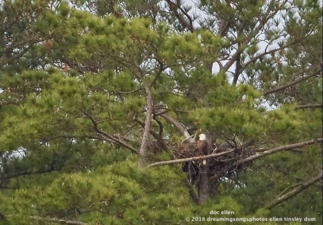 MARK7419 Ebenezer 26-04-18 08-33 1 H&amp;G nest branching