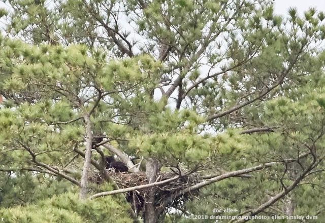 MARK7483 Ebenezer 26-04-18 08-57 H&amp;G nest branching