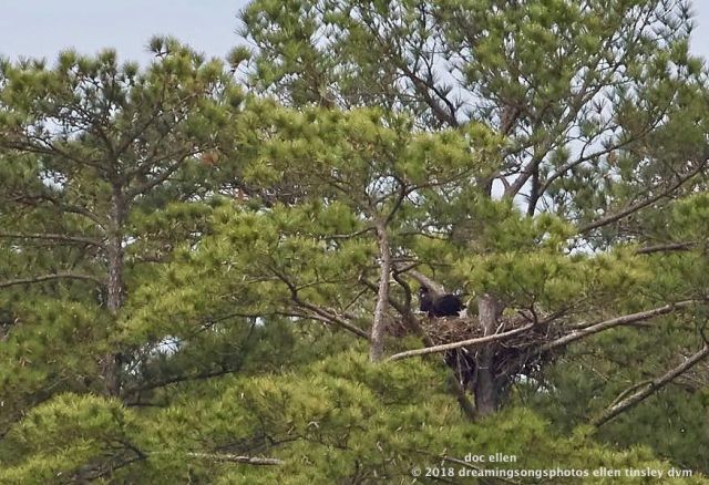 MARK7532 Ebenezer 26-04-18 09-29 H&amp;G nest branching