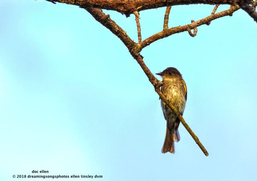 MARK5815 Ebenezer 05-08-18 07-38 phoebe