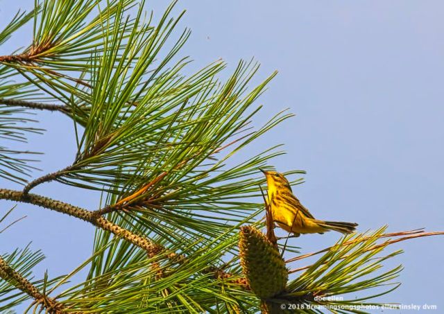 MARK5844 Ebenezer 05-08-18 07-48 prairie warbler