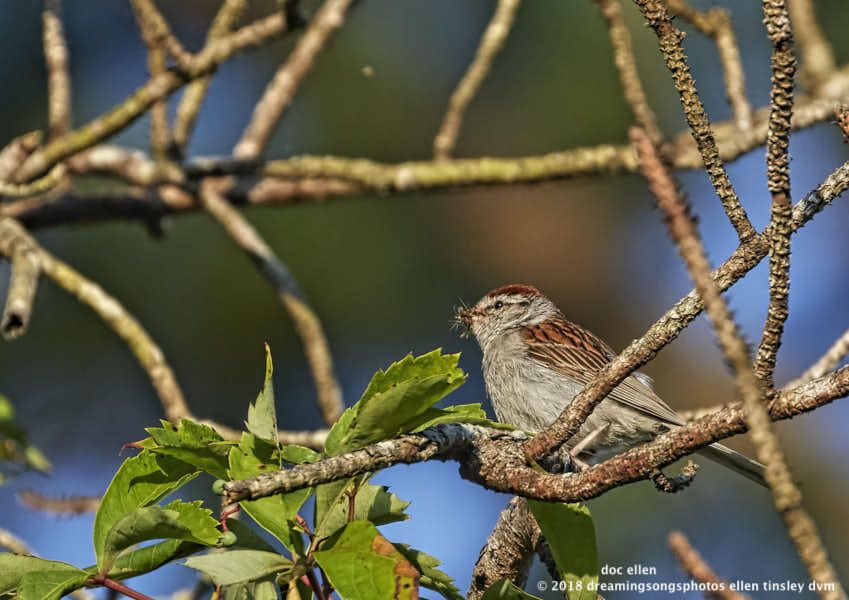 MARK6288 Ebenezer 07-08-18 07-27 chipping sparrow