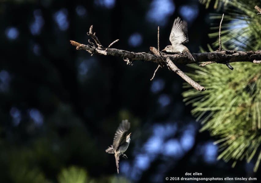 MARK6796 Ebenezer 08-08-18 07-44-40 pewee