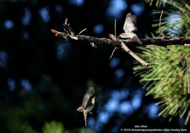 MARK6796 Ebenezer 08-08-18 07-44-40 pewee