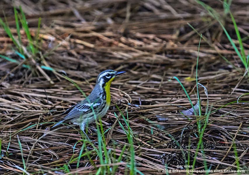 MARK6847 Ebenezer 08-08-18 08-34-11 yellow-throated warbler