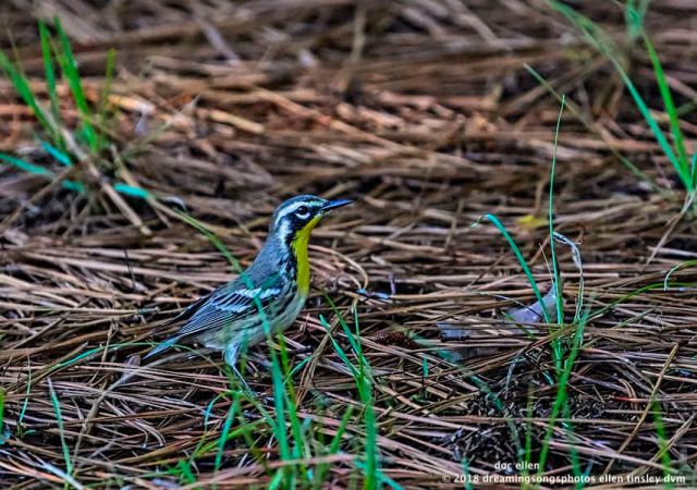 MARK6847 Ebenezer 08-08-18 08-34-11 yellow-throated warbler
