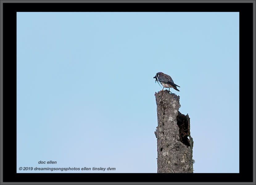 _ark4124 ranger cove 24-01-19 14-03-31 1 kestrel lizard