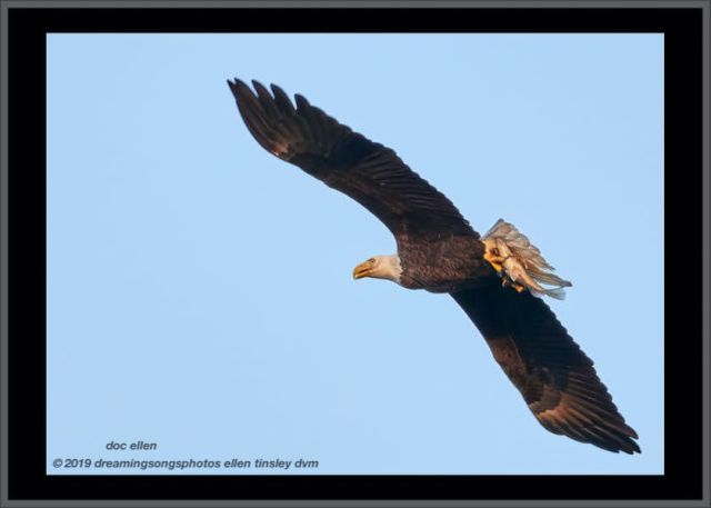 _ark4457 jl dam 24-01-19 18-12-08 2 eagle fish frame