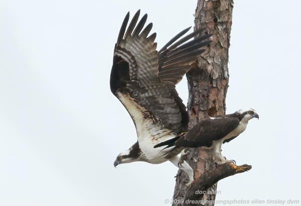 _ARK8902 Ebenezer 06-04-19 10-57-08 2 osprey dimorphic