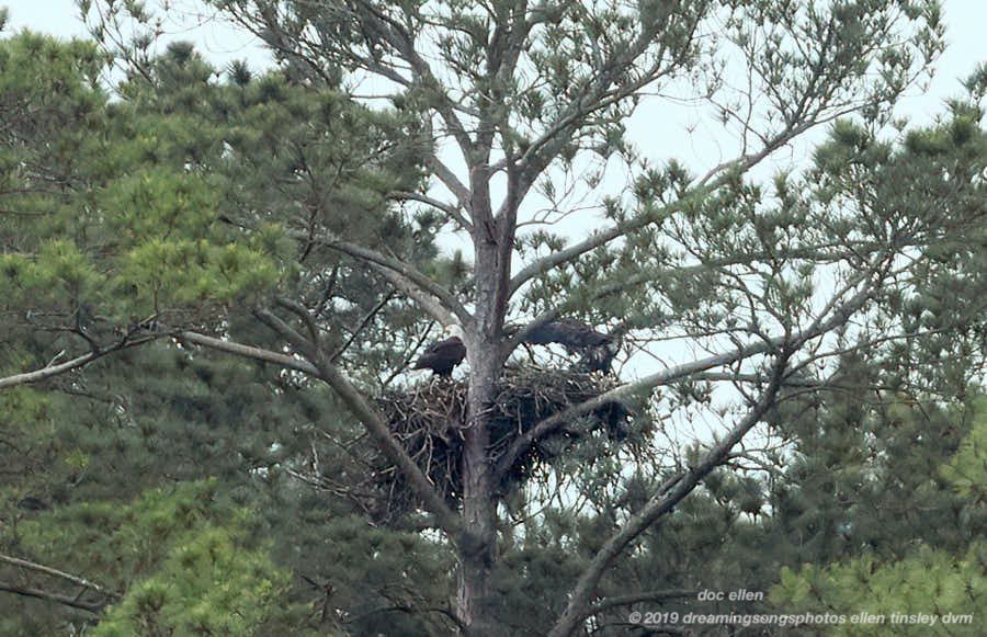 _ARK2012 Ebenezer 13-05-19 09-38-30 H&G branching