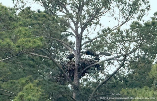 _ARK2015 Ebenezer 13-05-19 09-38-33 H&G branching