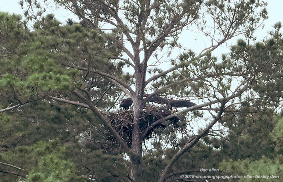 _ARK2020 Ebenezer 13-05-19 09-38-38 H&G branching