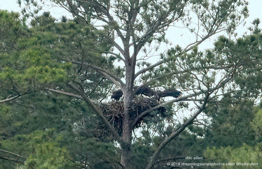 _ARK2021 Ebenezer 13-05-19 09-38-38 H&G branching