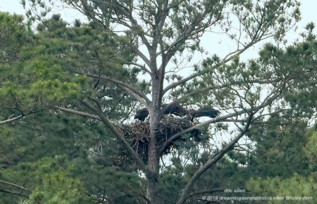 _ARK2021 Ebenezer 13-05-19 09-38-38 H&G branching