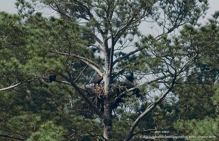 _ARK2038 Ebenezer 13-05-19 09-45-45 H&G branching