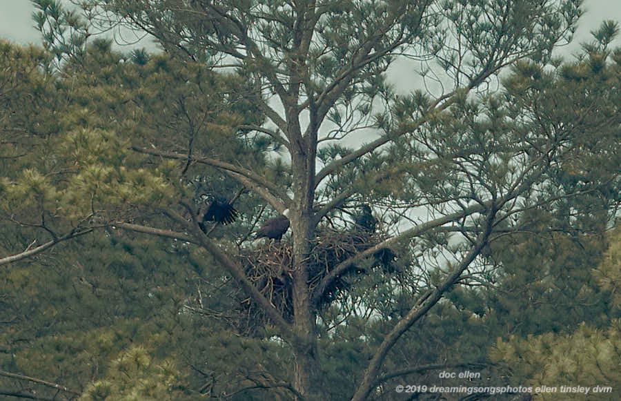 _ARK2043 Ebenezer 13-05-19 09-46-58 H&G branching