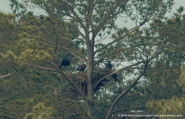 _ARK2043 Ebenezer 13-05-19 09-46-58 H&G branching