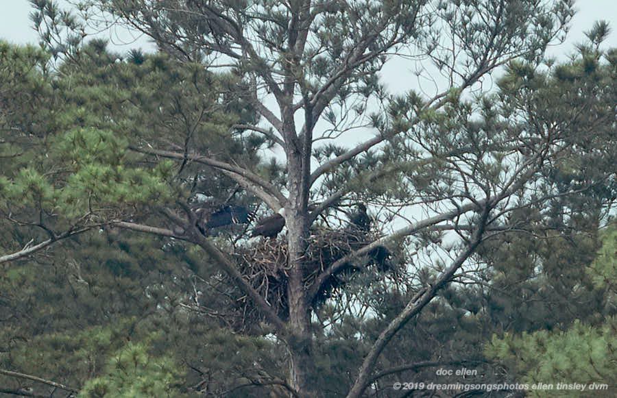 _ARK2046 Ebenezer 13-05-19 09-46-59 H&G branching