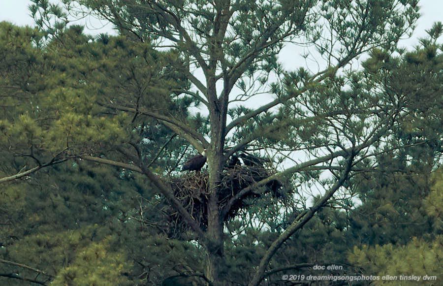 _ARK2056 Ebenezer 13-05-19 09-48-55 H&G branching