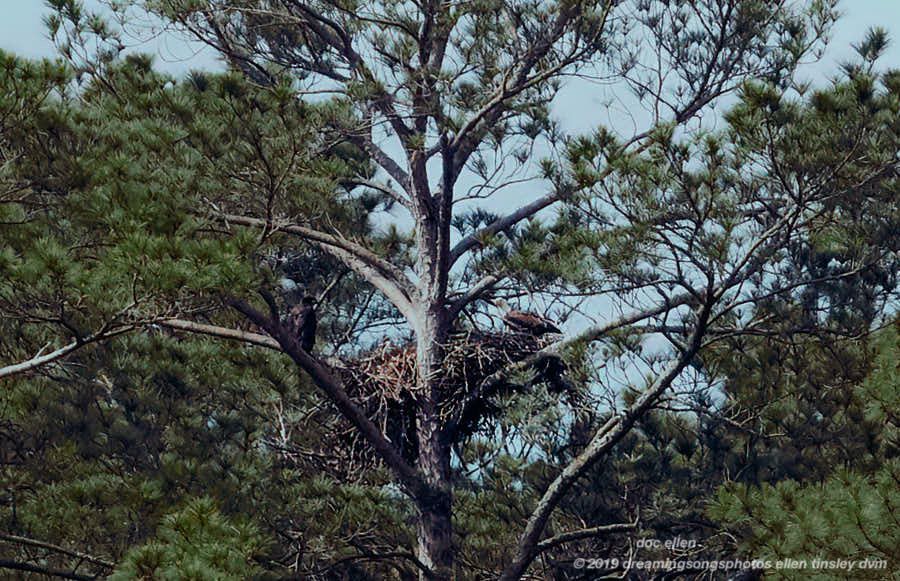 _ARK2124 Ebenezer 13-05-19 10-01-22 H&G branching