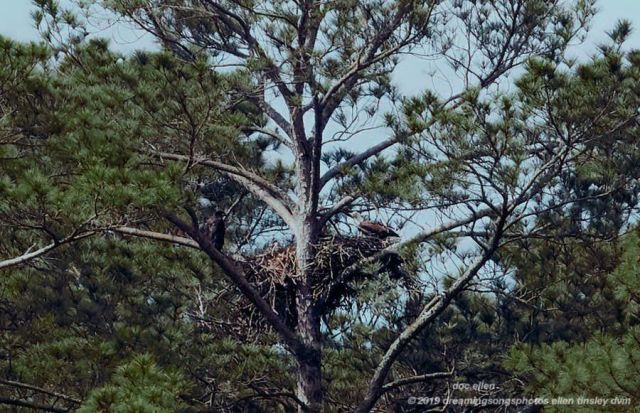 _ARK2124 Ebenezer 13-05-19 10-01-22 H&G branching