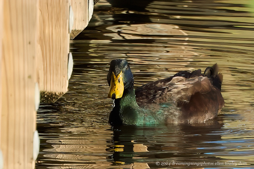 Mallard??? | doc ellen's journey